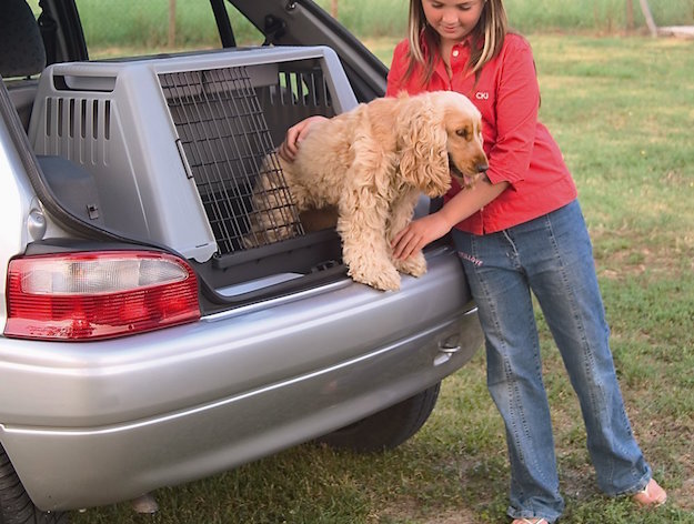 trasportare cane in auto