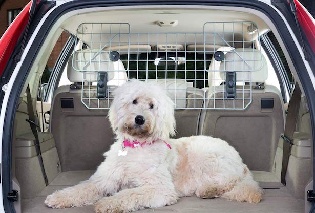 trasporto cane in auto